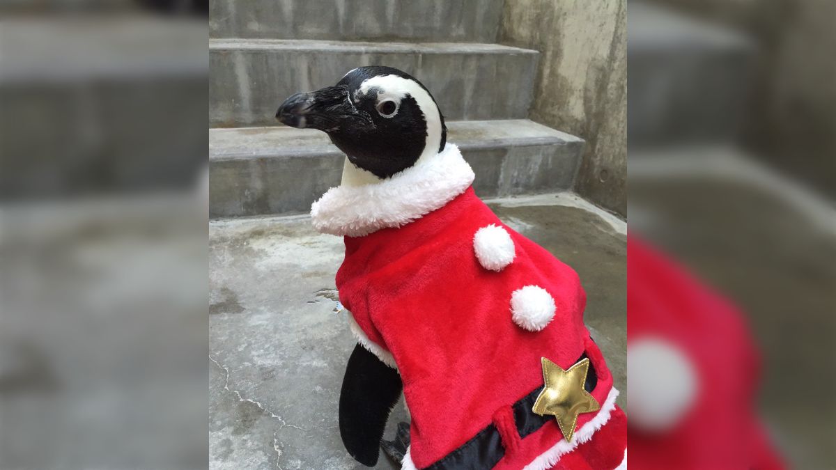 スパイス 　サンタペンギン maxresdefault.jpg