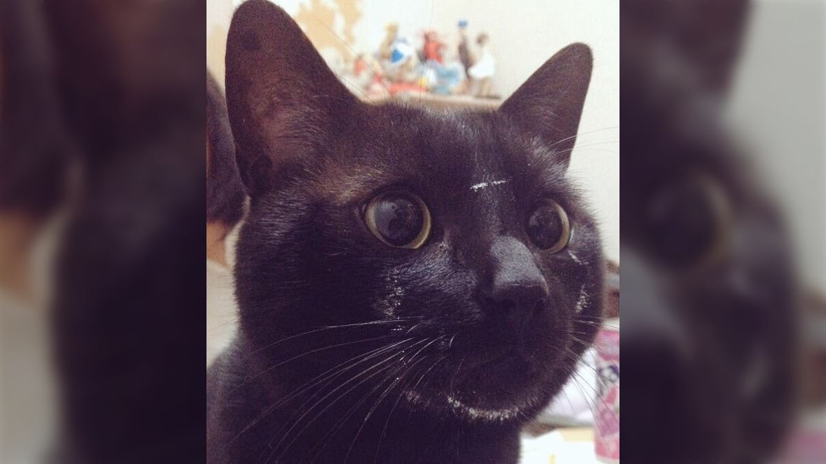 雪見だいふくの空容器に思いっきり顔を突っ込んだ黒猫さんのやんちゃな 